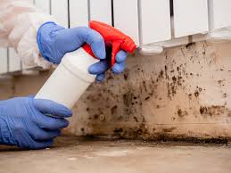 Professional Mold Removal Services in Burr Ridge, IL